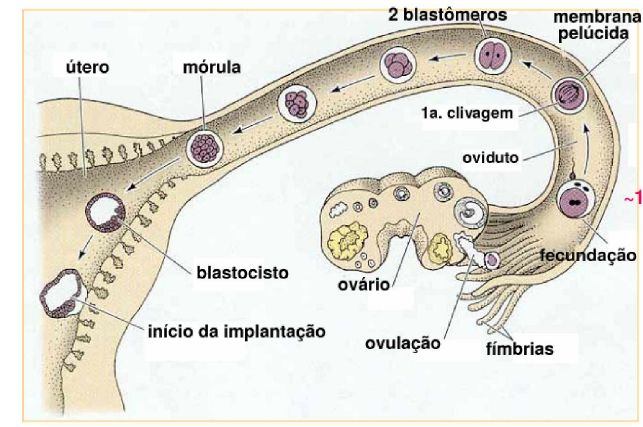 CÓlica No Inicio Da Gravidez Texto Online 